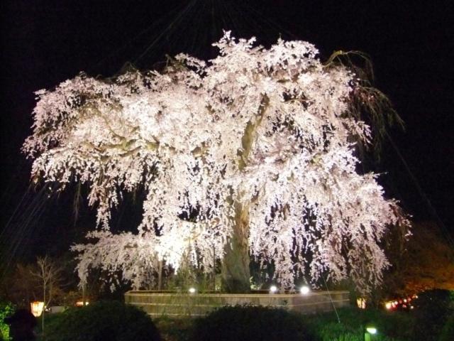 Rejoice Stay Kyoto Nijo Gekko Exterior foto